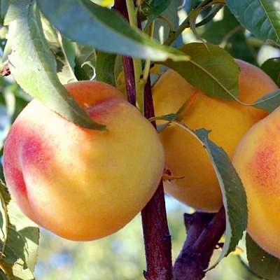 Персики в Одинцове