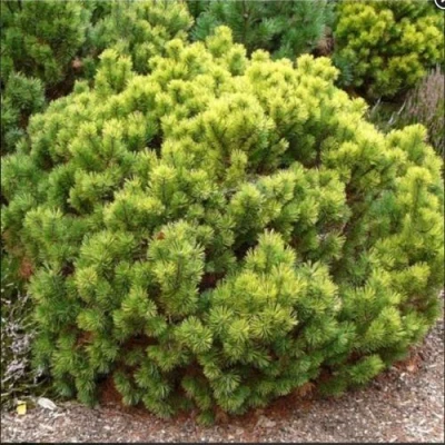 Ель ДАНС ДВАРФ обыкновення в Одинцове