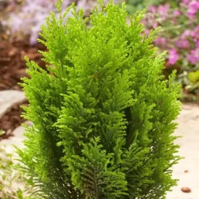 Кипарисовик ЭЛВУДИ ГОЛД лавсона в Одинцове