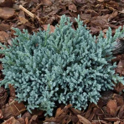 Можжевельник БЛЮ СПАЙДЕР чешуйчатый в Одинцове