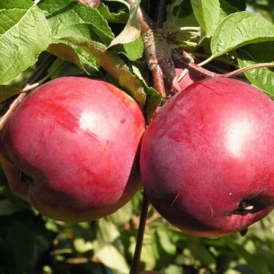 Яблоня ДАРУНАК в Одинцове