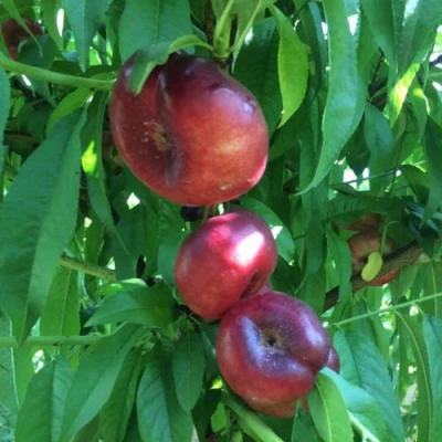 Нектарин ДОНАТ ИНЖИРНЫЙ в Одинцове