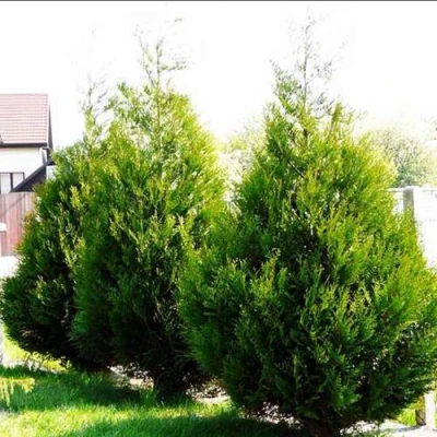 Туя АТРОВИРЕНС складчатая в Одинцове