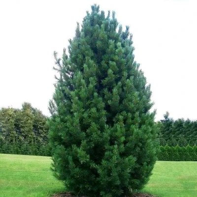 Сосна кедровая  в Одинцове