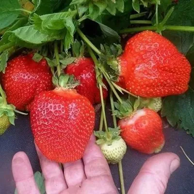 Клубника АЗИЯ в Одинцове