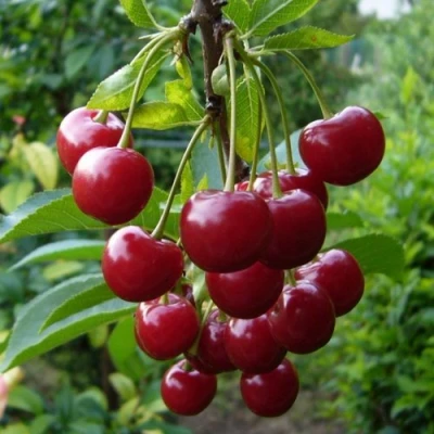 Вишня ВЯНОК в Одинцове