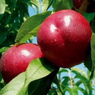 Нектарин МЕДВЕДЕВСКИЙ в Одинцове