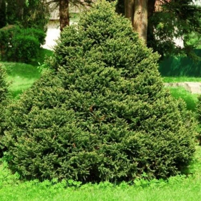 Ель ОЛЕНДОРФИ обыкновенная в Одинцове