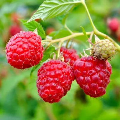 Малина РУБИФОЛ в Одинцове