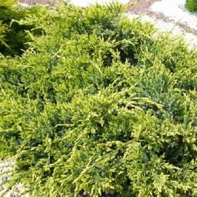 Можжевельник ГОЛД СТАР средний в Одинцове