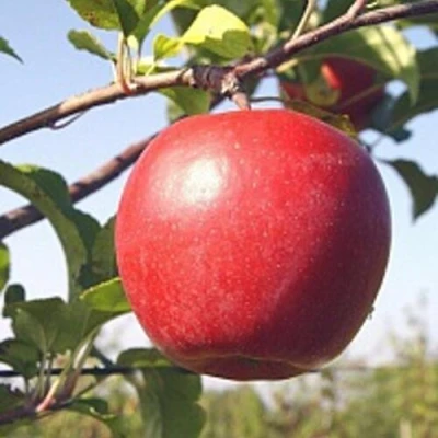 Яблоня ЛИГОЛ в Одинцове