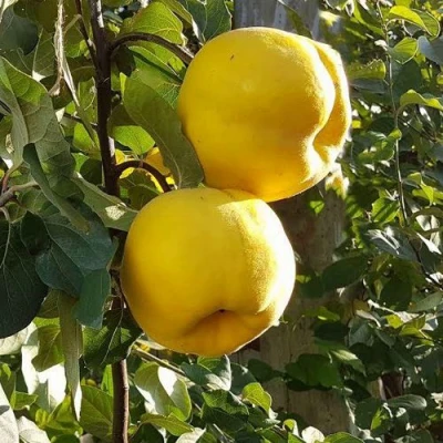 Айва МАРИЯ в Одинцове