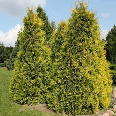 Туя АУРЕОСПИКАТА западная в Одинцове