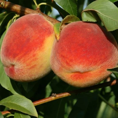 Персик МАРИЯ в Одинцове