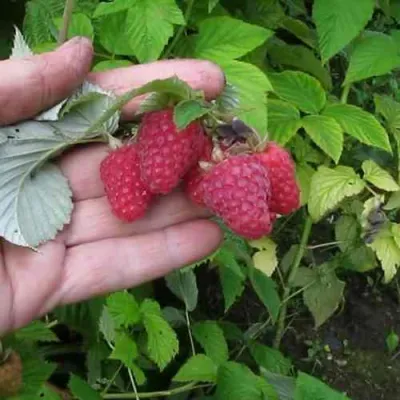 Малина КОРПИКО в Одинцове