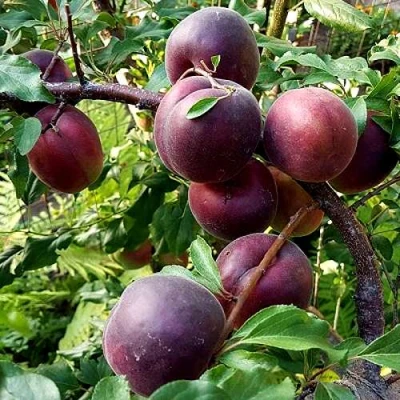 Шарафуга БЕЛЛА РОЯЛЬ в Одинцове