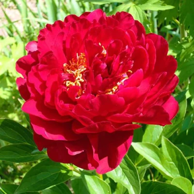 Пион ХРАБРЫЙ ВОИН травянистый в Одинцове