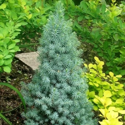 Ель КОНИКА сизая в Одинцове