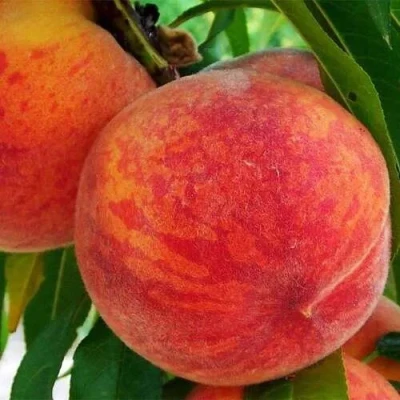 Персик ЗОЛОТОЙ ЮБИЛЕЙ в Одинцове