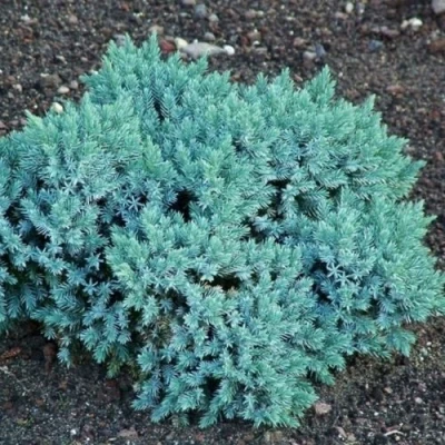 Можжевельник БЛЮ СТАР чешуйчатый в Одинцове