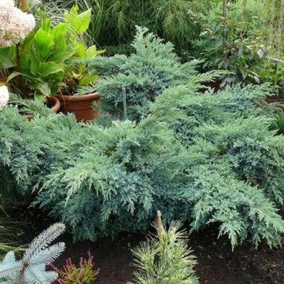 Можжевельник БЛЮ ШВЕД (СВИД) чешуйчатый в Одинцове