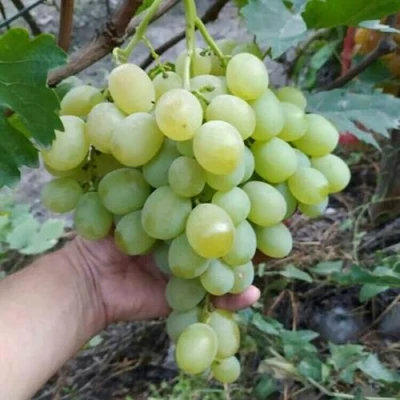 Виноград ВАНЮША в Одинцове