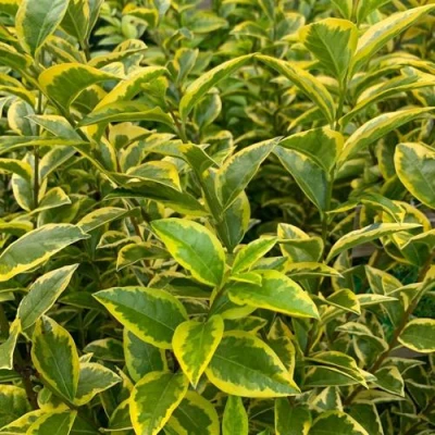 Бирючина АУРЕУМ овальнолистная в Одинцове