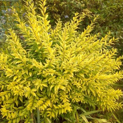 Бирючина АУРЕА обыкновенная в Одинцове