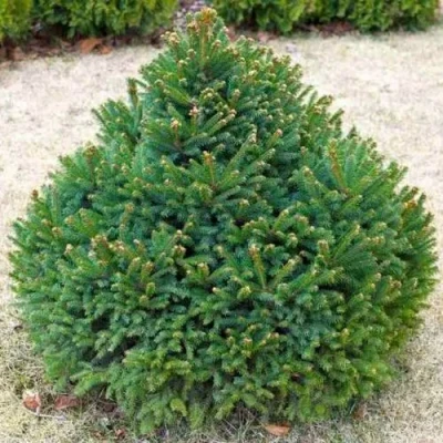 Ель БАРРИ обыкновенная в Одинцове