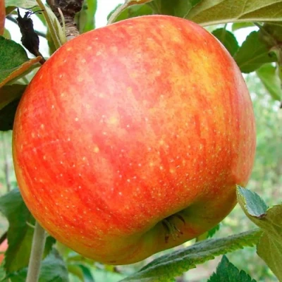 Яблоня ЦЕЛЕСТЕ в Одинцове