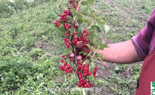 Превью видео