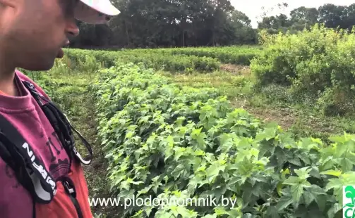 Превью видео