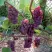 Виноград ЛЮСИЛЬ в Одинцове
