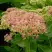 Очиток (седум) БРИЛЛИАНТ в Одинцове