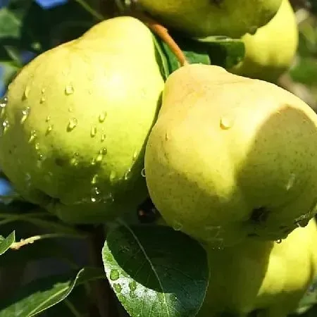 сорта груши  сорта груши