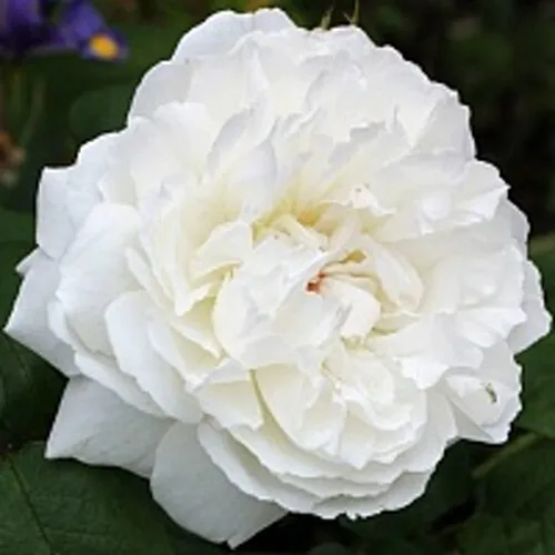 Саженцы роз ВИНЧЕСТЕР КАФЕДРАЛ английская  Саженцы роз ВИНЧЕСТЕР КАФЕДРАЛ английская в Одинцове