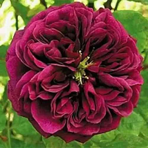 Саженцы роз ЗЕ ПРИНЦ английская  Саженцы роз ЗЕ ПРИНЦ английская в Одинцове