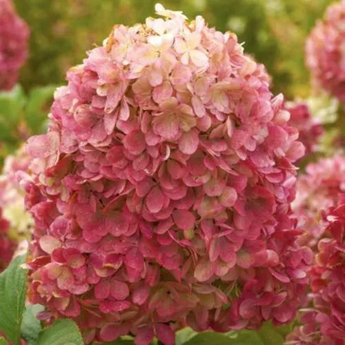 гортензия краса лесково гортензия краса лесково