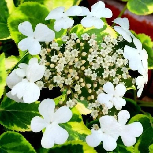 Гортензия МИРАНДА черешковая  Гортензия МИРАНДА черешковая в Одинцове