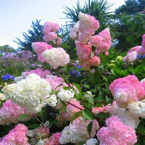 Гортензия ВАНИЛЛА ФРАЙЗ метельчатая  Гортензия ВАНИЛЛА ФРАЙЗ метельчатая в Одинцове