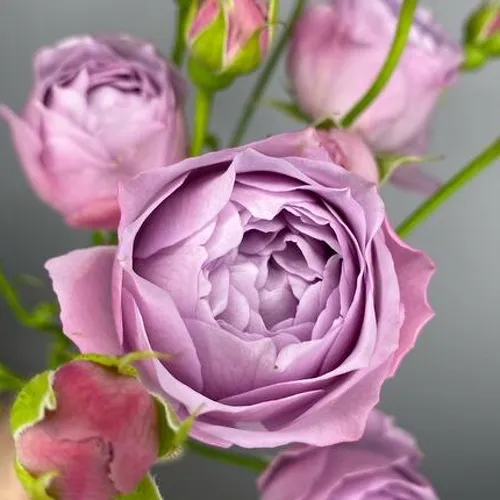 Саженцы роз ЛАВЕНДЕР БАБЛС спрей  Саженцы роз ЛАВЕНДЕР БАБЛС спрей в Одинцове