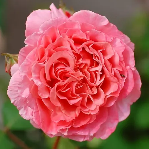 Саженцы роз ЛОРАН КАБРОЛЬ шраб  Саженцы роз ЛОРАН КАБРОЛЬ шраб в Одинцове