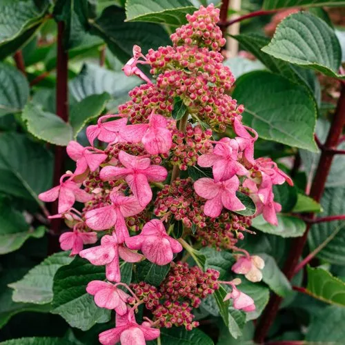 Гортензия ИНФИНИТИ метельчатая  Гортензия ИНФИНИТИ метельчатая в Одинцове