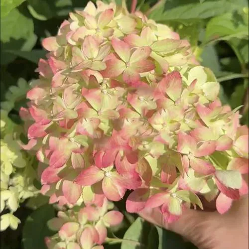 Гортензия ЛИТТЛ ЛАВ метельчатая  Гортензия ЛИТТЛ ЛАВ метельчатая в Одинцове