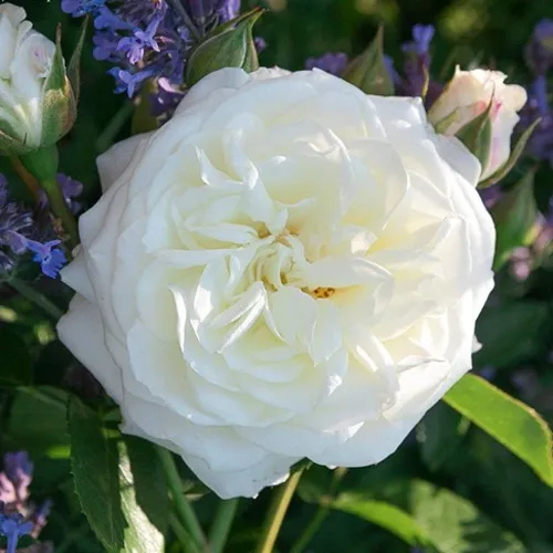 Саженцы роз АЛАБАСТЕР флорибунда  Саженцы роз АЛАБАСТЕР флорибунда в Одинцове