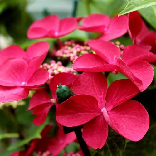 Гортензия РОТШВАНЦ крупнолистная  Гортензия РОТШВАНЦ крупнолистная в Одинцове