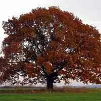 Дуб скальный  Дуб скальный в Одинцове