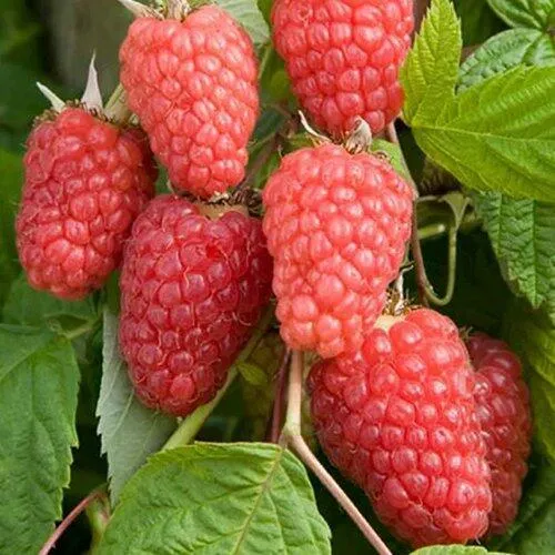 Малина КАСКАД ДЕЛАЙТ в Одинцове