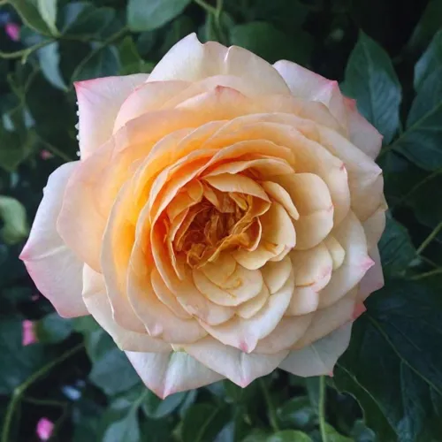 Саженцы роз АБЕЙ ДЕ СЕНТ-АМАН шраб  Саженцы роз АБЕЙ ДЕ СЕНТ-АМАН шраб в Одинцове