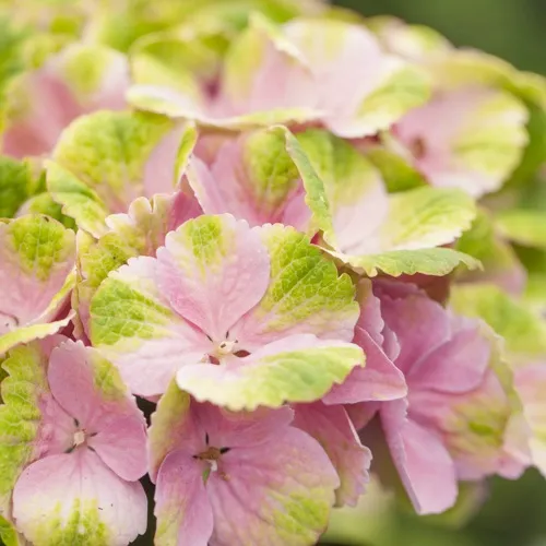 Гортензия МЭДЖИКАЛ КРИСТАЛЛ крупнолистная  Гортензия МЭДЖИКАЛ КРИСТАЛЛ крупнолистная в Одинцове